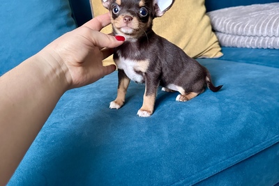 Девочка чихуахуа