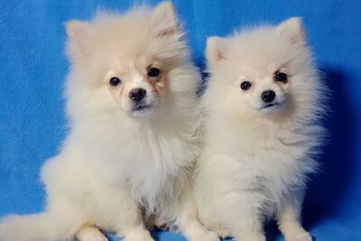 Шикарные  щенки померанского шпица- белые и крем. 15.09.25 др.