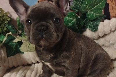 Французский бульдог