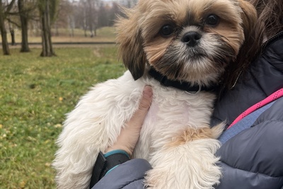 Кобель ши-тцу