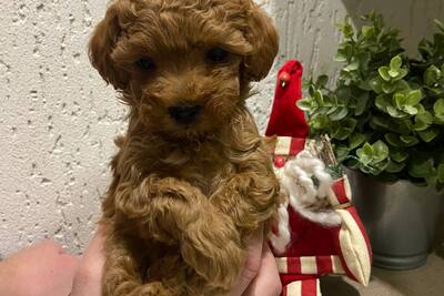 Щенок той - пуделя