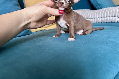 Мини девочка чихуахуа