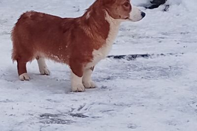 Яркая девочка корги кардиган