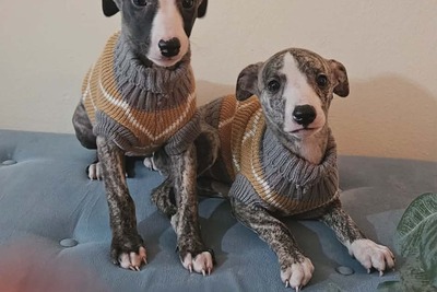 Щенки персидской борзой и салюки