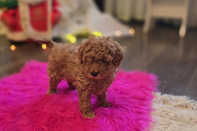 Мальчик Той пуделя с родословной