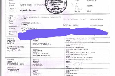 Продам щенков Рел 2 кобеля