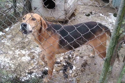 Продам собаку белорусской гончей породы