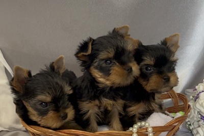 Щенки йоркширского терьера