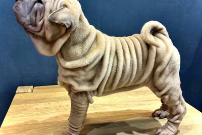 Щенки шарпея (2 месяца)