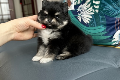 Малыш померанский шпиц