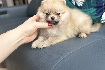 Девочка померанский шпиц