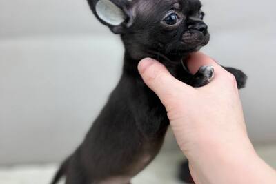 Мальчик Чихуахуа