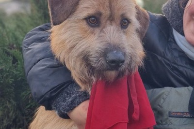 Бадди в добрые руки