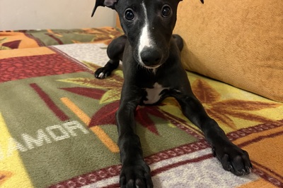 Шикарный щенок уиппета