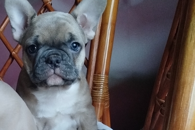 Девочка французский бульдог