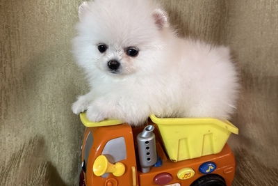 Померанский шпиц