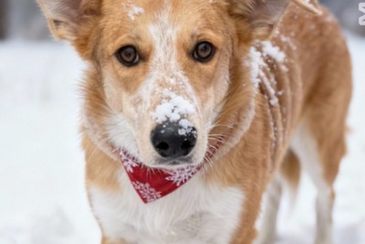 Щенок собака в дар