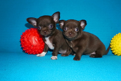 Чихуахуа щенки с цветной генетикой лиловые, шоколад