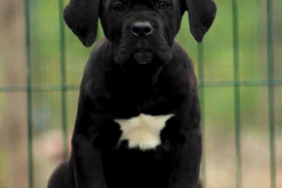 Щенки Кане Корсо на продажу