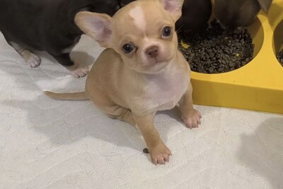 Чихуахуа щенки. Разные мальчики и девочки.