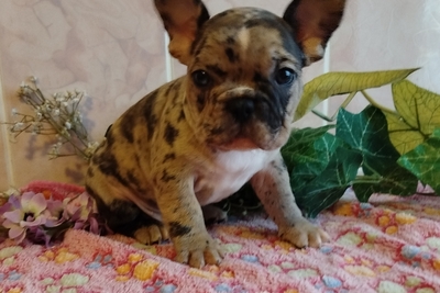 Мальчик французский бульдог