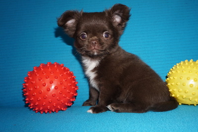 Чихуахуа девочки гладкие и пушистые (Цены разные),