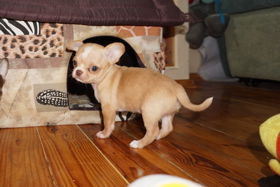 Чихуахуа шоколад, крем, лиловые, голубые. мини и стандарт Д/Ш и г/ш