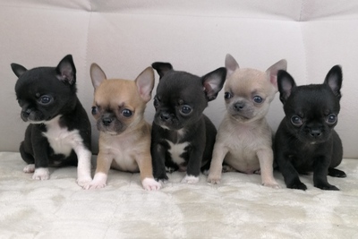 Щенки Чихуахуа