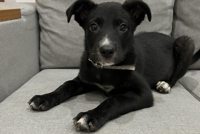 Щенок собака в дар