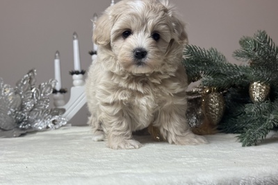 Милаши малыши мальтипу F1.