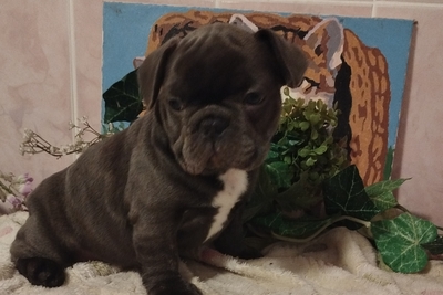 Милые мальчики французский бульдог