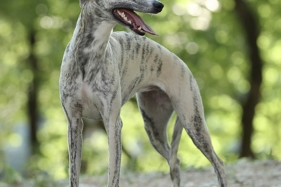 Шикарный щенок уиппета