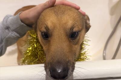 Найдена собака