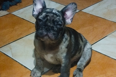 Мальчик французский бульдог