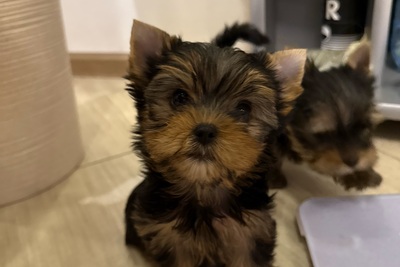 Щенки йоркширский терьер