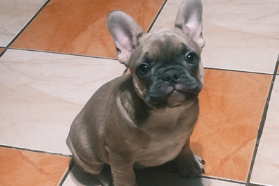 Милая девочка французский бульдог.