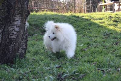 Щенок самоеда