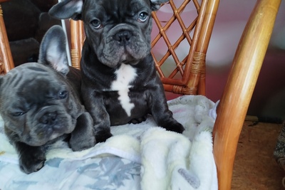 Милые малыши французского бульдога