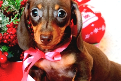 Такса кроличья