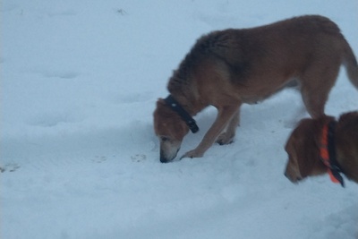 Продам русскую гончую