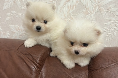 Померанский шпиц