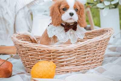 Кавалер Кинг Чарльз Спаниель