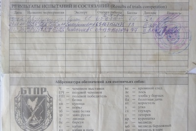 Продам русскую гончую