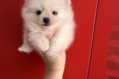 Померанский шпиц