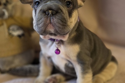 Щенки французского бульдога