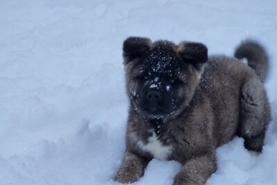 Чудесная малышка американской акиты