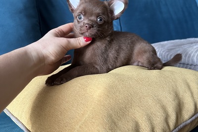 Шоколадный мальчик чихуахуа