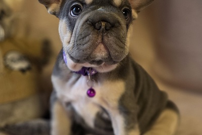 Щенки французского бульдога