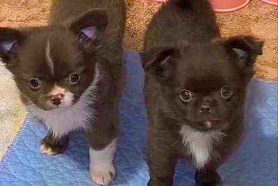 Много цветных щенков чихуахуа, по РАЗНЫМ ЦЕНАМ