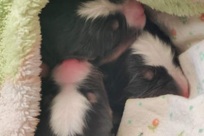 Щенки бернского зенненхунда